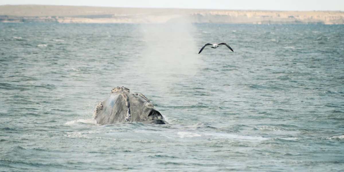 BALLENA