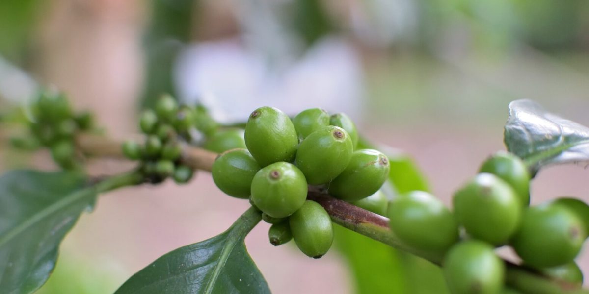 coffee-4555704_1920