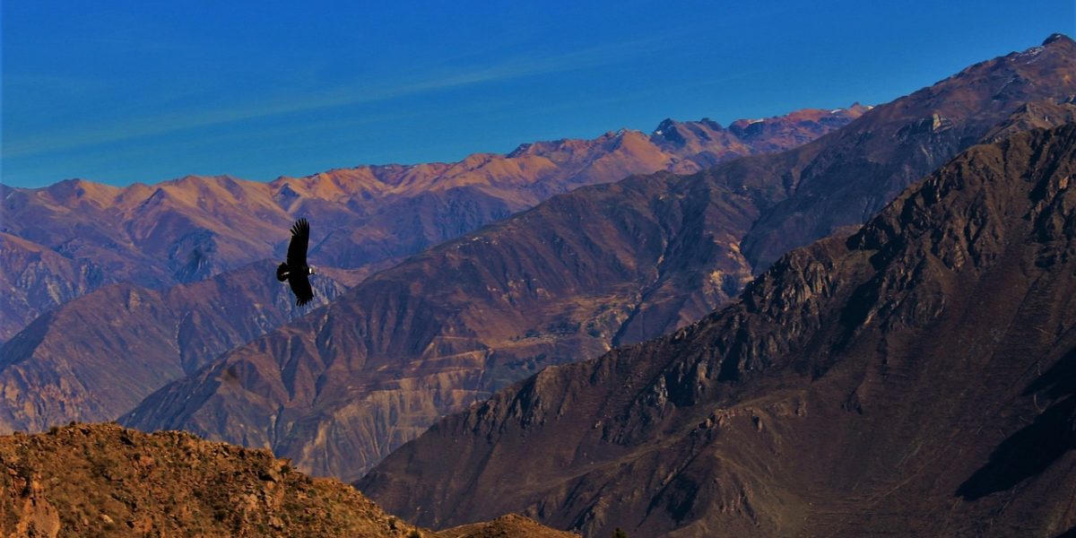 condor-1896610_1280