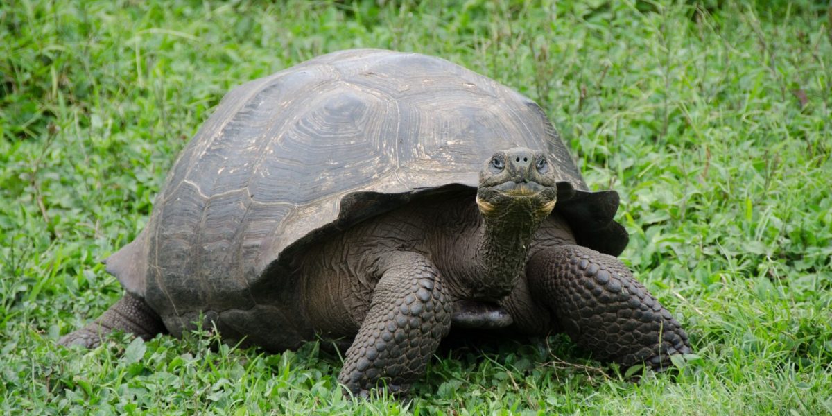 galapagos-islands-2386230_1920