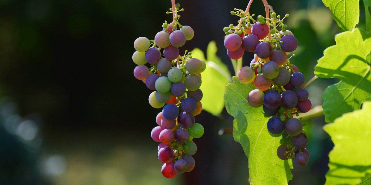 grapes-1659118_1280