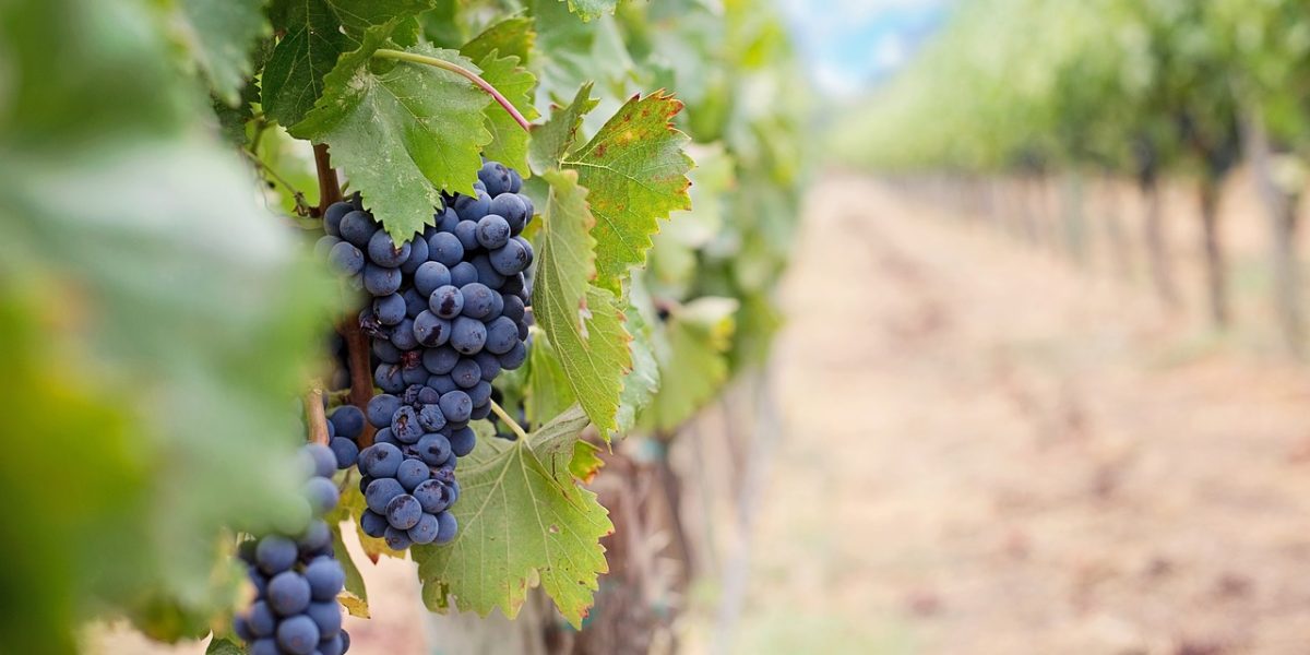grapes-1952035_1280