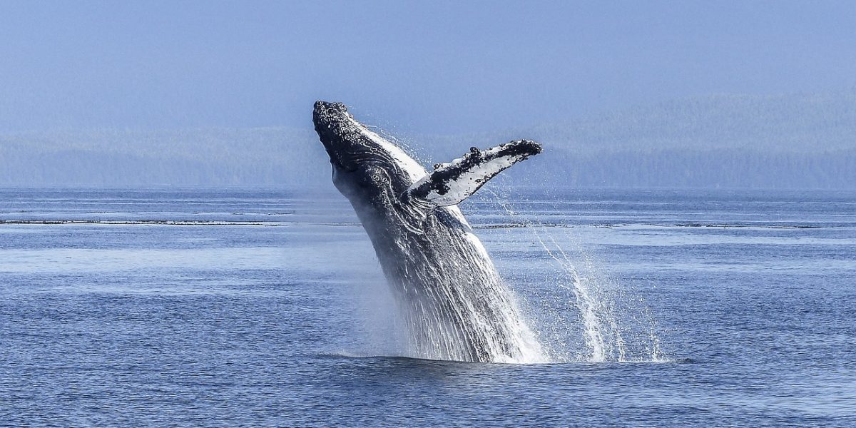 humpback-whale-436120_1280