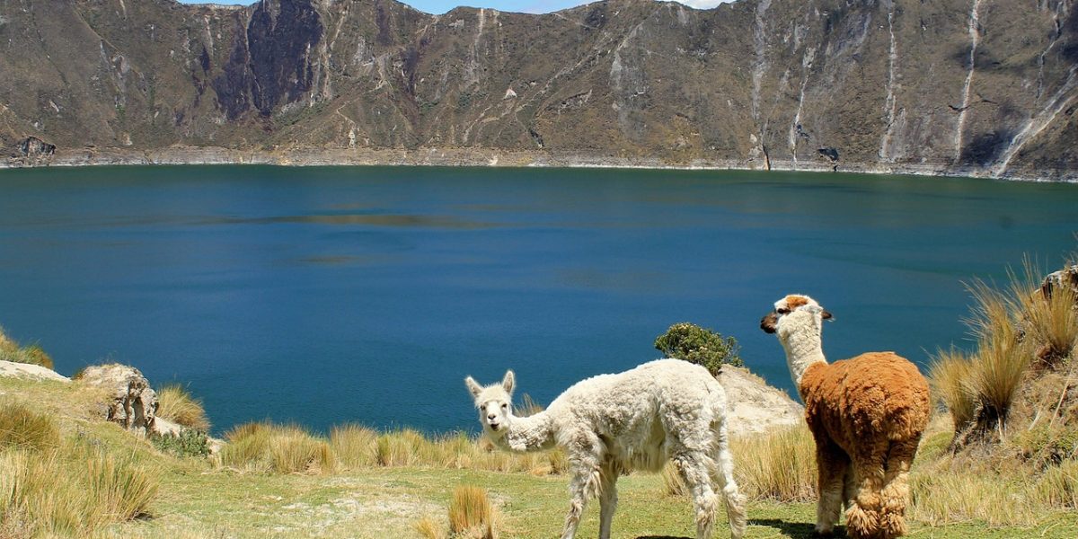 llamas-83780_1280
