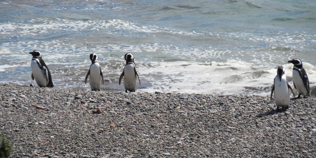 penguin-2907779_1280