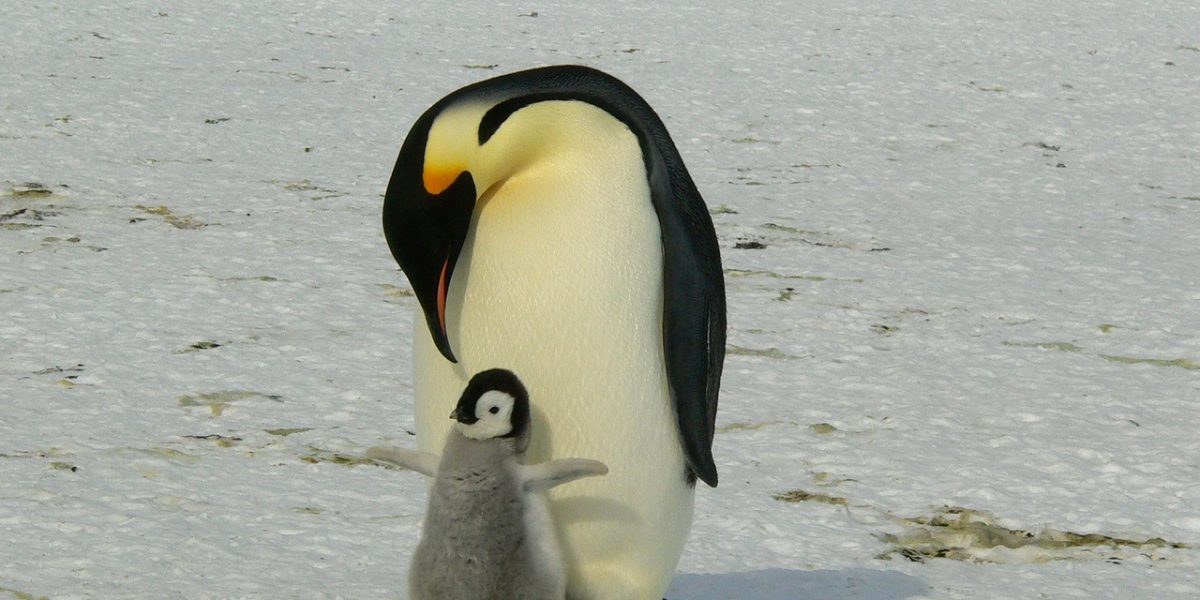 penguins-429134_1280