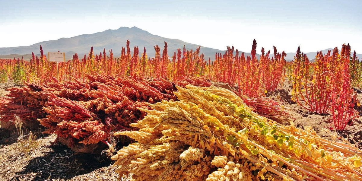 quinoa-4081567_1280