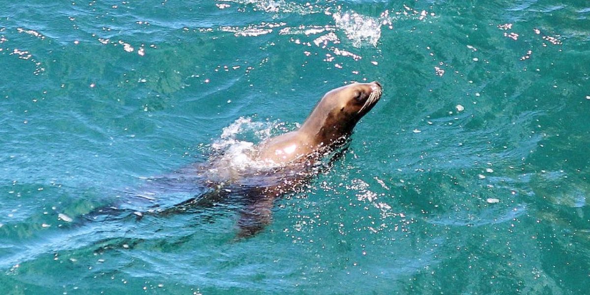 seal-284628_1280