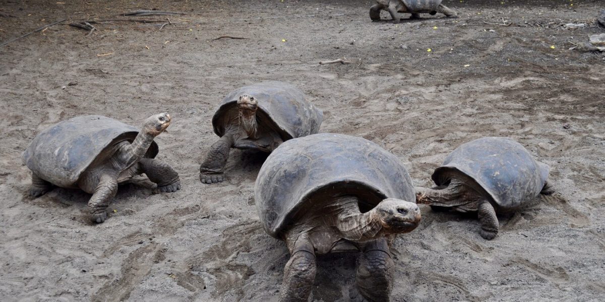 tortoise-2886057_1920
