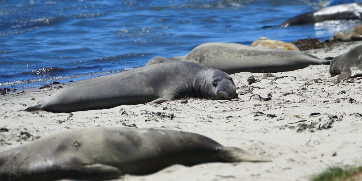 wildlife-2482395_1280